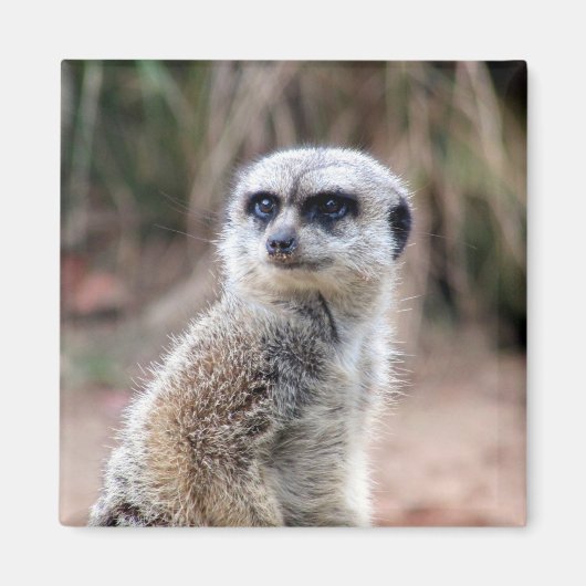Meerkat Stare Magnet (Vorne)