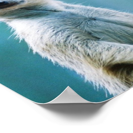 Meerkat Staredown - Poster (Ecke)