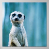 Meerkat Staredown - Poster (Vorne)