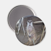 Meerkat Staring Magnet (Vorderseite/Rückseite)