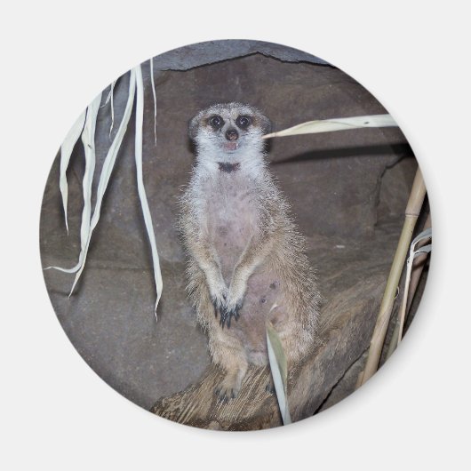 Meerkat Staring Magnet (Vorne)