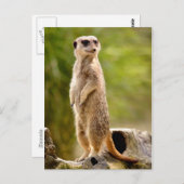 Meerkat stehend auf Stumpf Postkarte (Vorne/Hinten)
