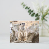 Meerkat stehend groß postkarte (Stehend Vorderseite)