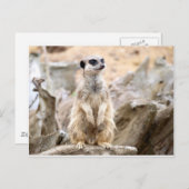 Meerkat stehend groß postkarte (Vorne/Hinten)