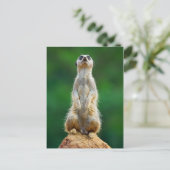 Meerkat stehend Guard Postkarte (Stehend Vorderseite)