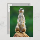 Meerkat stehend Guard Postkarte (Vorne/Hinten)