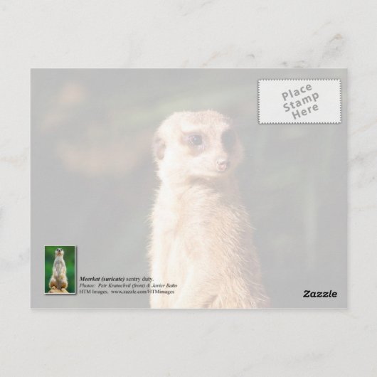 Meerkat stehend Guard Postkarte (Rückseite)