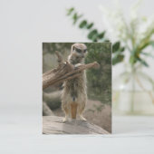 Meerkat Stehend Postkarte (Stehend Vorderseite)