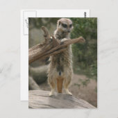 Meerkat Stehend Postkarte (Vorne/Hinten)