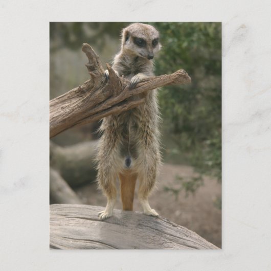 Meerkat Stehend Postkarte (Vorderseite)