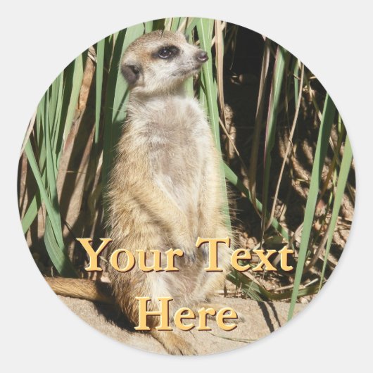 Meerkat Stickers (Vorderseite)