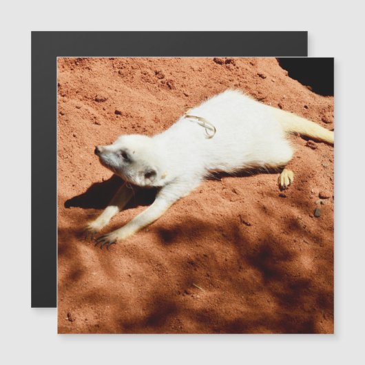 Meerkat-Stretch, Magnetkarte (Vorne/Hinten)