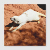 Meerkat-Stretch, Magnetkarte (Vorderseite)