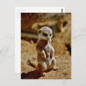 Meerkat Style Postkarte (Vorne/Hinten)