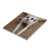 Meerkat (Suricata Suricatta) Kühlung Fliese (Seite)