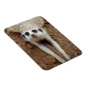 Meerkat (Suricata Suricatta) Kühlung Magnet (Rechte Seite)