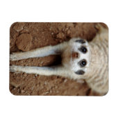 Meerkat (Suricata Suricatta) Kühlung Magnet (Horizontal)