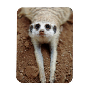 Meerkat (Suricata Suricatta) Kühlung Magnet