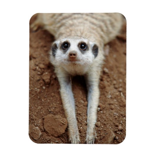 Meerkat (Suricata Suricatta) Kühlung Magnet (Vertikal)