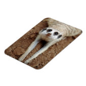 Meerkat (Suricata Suricatta) Kühlung Magnet (Linke Seite)