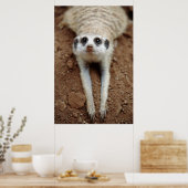 Meerkat (Suricata Suricatta) Kühlung Poster (Küche)