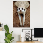 Meerkat (Suricata Suricatta) Kühlung Poster (Heimbüro)