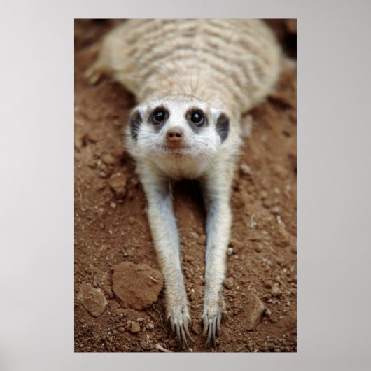 Meerkat (Suricata Suricatta) Kühlung Poster (Vorne)