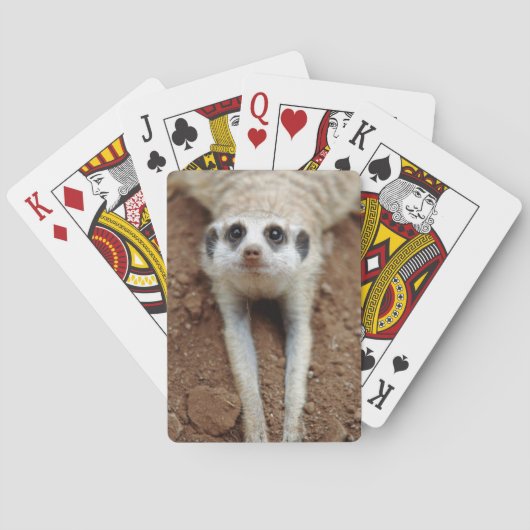 Meerkat (Suricata Suricatta) Kühlung Spielkarten (Rückseite)