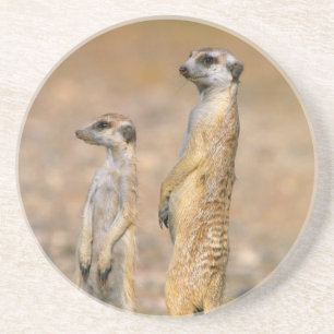 Meerkat (Suricata Suricatta) Sentinels, Karas Getränkeuntersetzer