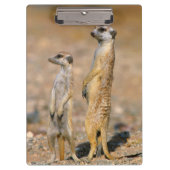 Meerkat (Suricata Suricatta) Sentinels, Karas Klemmbrett (Vorderseite)