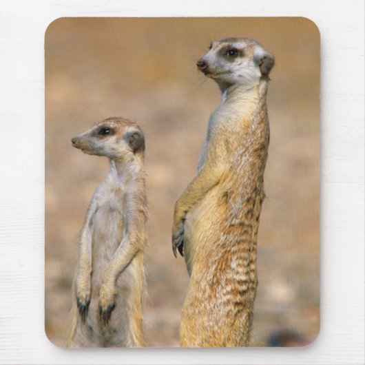 Meerkat (Suricata Suricatta) Sentinels, Karas Mousepad (Vorne)