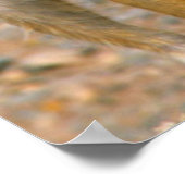 Meerkat (Suricata Suricatta) Sentinels, Karas Poster (Ecke)