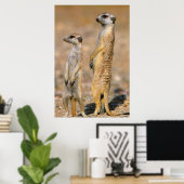 Meerkat (Suricata Suricatta) Sentinels, Karas Poster (Heimbüro)
