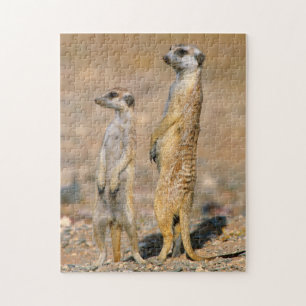 Meerkat (Suricata Suricatta) Sentinels, Karas Puzzle