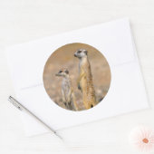 Meerkat (Suricata Suricatta) Sentinels, Karas Runder Aufkleber (Umschlag)