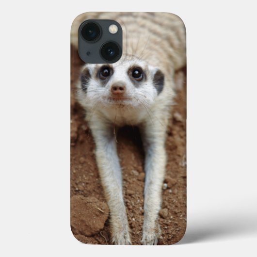 Meerkat (Suricata Suricatta) unten abkühlend Case-Mate iPhone Hülle (Rückseite)