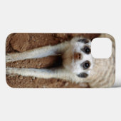 Meerkat (Suricata Suricatta) unten abkühlend Case-Mate iPhone Hülle (Rückseite (Horizontal))