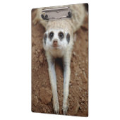 Meerkat (Suricata Suricatta) unten abkühlend Klemmbrett (Links)