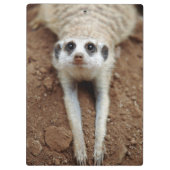 Meerkat (Suricata Suricatta) unten abkühlend Klemmbrett (Rückseite)