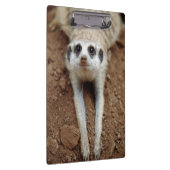 Meerkat (Suricata Suricatta) unten abkühlend Klemmbrett (Rechts)
