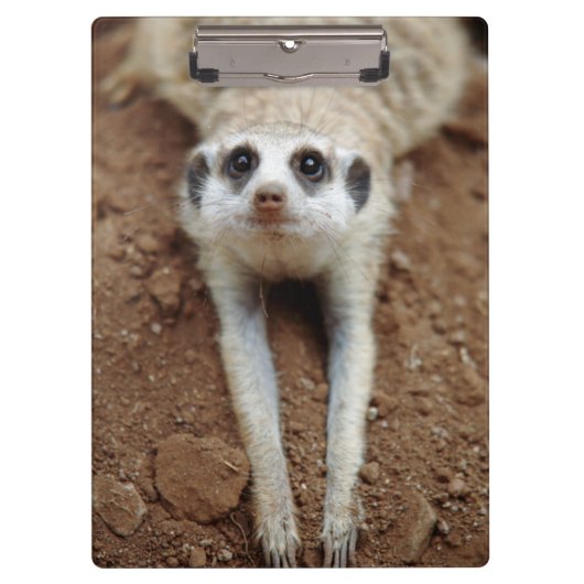 Meerkat (Suricata Suricatta) unten abkühlend Klemmbrett (Vorderseite)