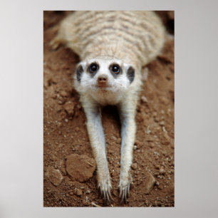 Meerkat (Suricata Suricatta) unten abkühlend Poster