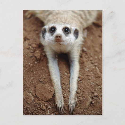 Meerkat (Suricata Suricatta) unten abkühlend Postkarte (Vorderseite)