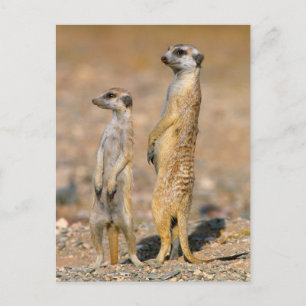 Meerkat (Suricata Suricatta) Wachposten, Karas Postkarte