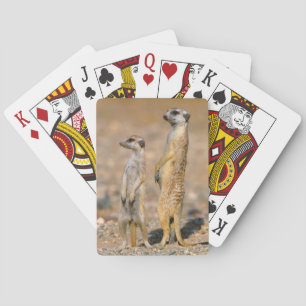 Meerkat (Suricata Suricatta) Wachposten, Karas Spielkarten