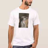 Meerkat