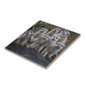 Meerkat Tiersafari Afrika niedliches Suricate Fliese (Seite)