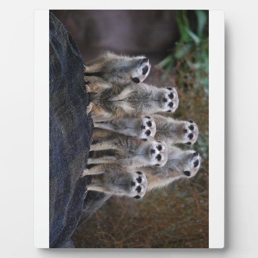 Meerkat Tiersafari Afrika niedliches Suricate Fotoplatte (Vorderseite)