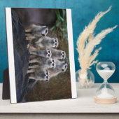 Meerkat Tiersafari Afrika niedliches Suricate Fotoplatte (Seite)