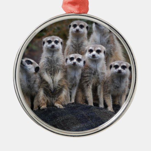 Meerkat Tiersafari Afrika niedliches Suricate Silbernes Ornament (Vorne)